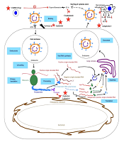 J Microbiota